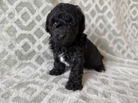 Pete , a male Poodle - Miniature  for sale in Lexington, KY – 3 of 5