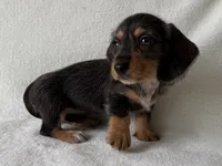 Sandy, a female Dachshund and Miniature Dachshund for sale in Lexington, KY – 3 of 5