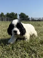 Jack, a male Cocker Spaniel for sale in Lexington, KY – 3 of 6