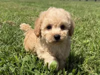 Mazie, a female Poodle - Toy  and Poodle - Miniature  for sale in Lexington, KY – 3 of 5
