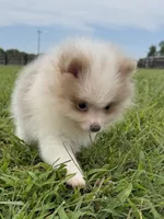 Toby, a male Pomeranian for sale in Lexington, KY – 3 of 10