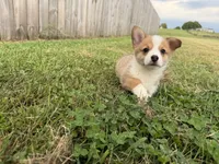 Irwin , a male Pembroke Welsh Corgi for sale in Lexington, KY – 4 of 6