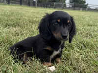 Tubby-AKc , a male Dachshund and Miniature Dachshund for sale in Lexington, KY – 8 of 8