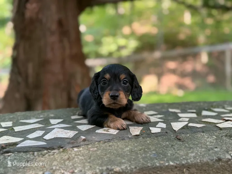 Barrel – Dachshund, Miniature Dachshund puppy for sale in Lexington, KY