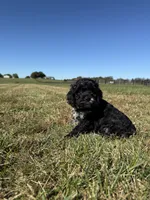 Rollo, a male Cockapoo for sale in Lexington, KY – 8 of 8