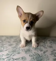 Benji , a male Pembroke Welsh Corgi for sale in Lexington, KY – Photo 3 of 5