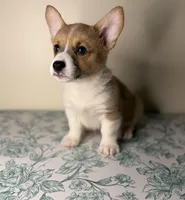 Benji , a male Pembroke Welsh Corgi for sale in Lexington, KY – Photo 4 of 5