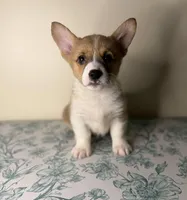Benji , a male Pembroke Welsh Corgi for sale in Lexington, KY – Photo 2 of 5