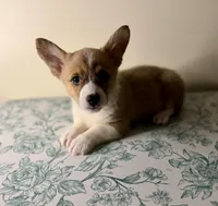 Benji , a male Pembroke Welsh Corgi for sale in Lexington, KY – Photo 5 of 5