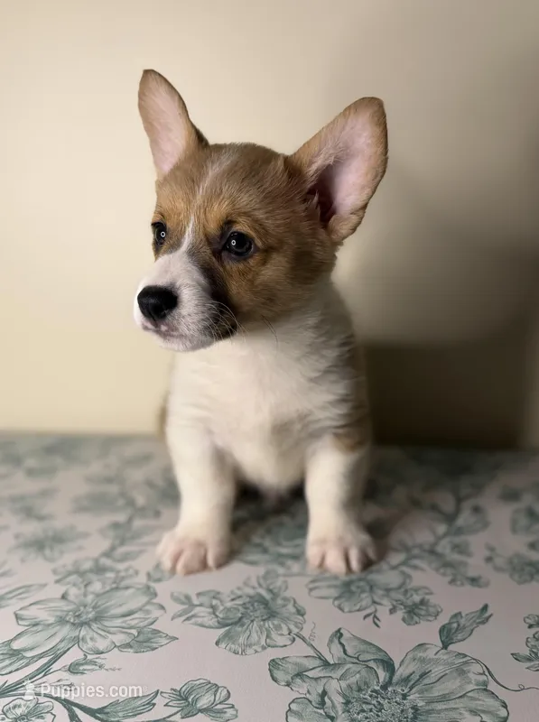 Benji  – Pembroke Welsh Corgi puppy for sale in Lexington, KY