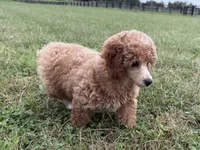 Romeo, a male Poodle - Toy  and Poodle - Miniature  for sale in Lexington, KY – 5 of 5