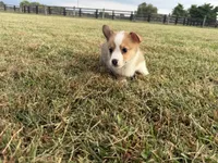 Irwin , a male Pembroke Welsh Corgi for sale in Lexington, KY – 5 of 6