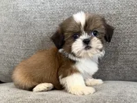 Presley, a female Shih Tzu for sale in Lexington, KY – 1 of 6