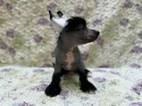Dumbo, Ch sired , a male Chinese Crested for sale in Lexington, KY – 1 of 6