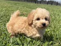 Mazie, a female Poodle - Toy  and Poodle - Miniature  for sale in Lexington, KY – 2 of 5