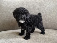 Roxanne , a female Poodle - Toy  and Poodle - Miniature  for sale in Lexington, KY – 5 of 7
