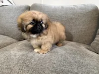 Fergus, a male Pekingese for sale in Lexington, KY – 4 of 7