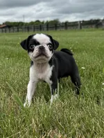 Panda, a female Pug for sale in Lexington, KY – 6 of 6