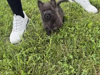 Fiona , a female Cairn Terrier for sale in Lexington, KY – 7 of 8