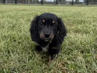Tubby-AKc , a male Dachshund and Miniature Dachshund for sale in Lexington, KY – 7 of 8