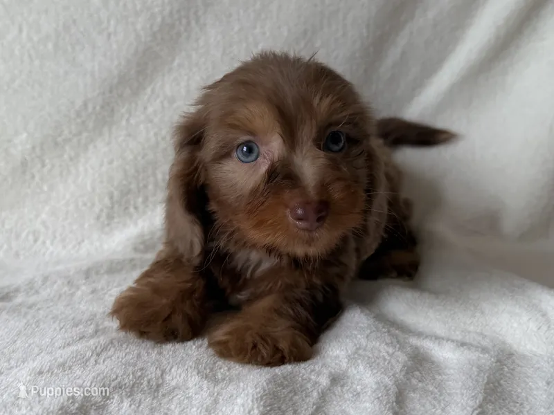 Mocha – Dachshund, Miniature Dachshund puppy for sale in Lexington, KY