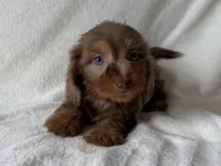 Mocha, a female Dachshund and Miniature Dachshund for sale in Lexington, KY – 1 of 3