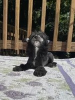 Dover, Ch sired , a male Chinese Crested for sale in Lexington, KY – 2 of 10