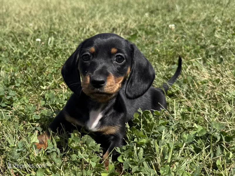 Lock – Dachshund, Miniature Dachshund puppy for sale in Lexington, KY