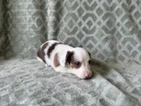 Mavis , a female Dachshund and Miniature Dachshund for sale in Lexington, KY – 4 of 5