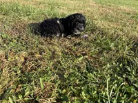 Rollo, a male Cockapoo for sale in Lexington, KY – 3 of 8