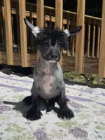 Dumbo, Ch sired , a male Chinese Crested for sale in Lexington, KY – 6 of 10