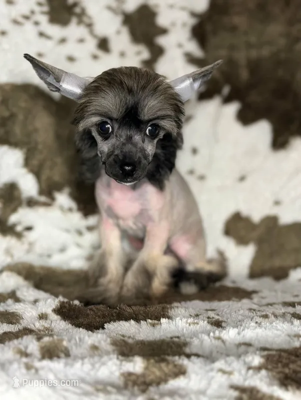 Daphne – Chinese Crested puppy for sale in Lexington, KY