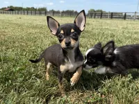 Sadie, a female Chihuahua for sale in Lexington, KY – 5 of 6