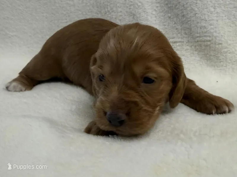 Prudie – Dachshund, Miniature Dachshund puppy for sale in Lexington, KY