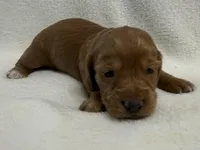 Prudie, a female Dachshund and Miniature Dachshund for sale in Lexington, KY – Photo 4 of 6