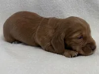 Prudie, a female Dachshund and Miniature Dachshund for sale in Lexington, KY – Photo 2 of 6