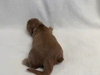 Prudie, a female Dachshund and Miniature Dachshund for sale in Lexington, KY – Photo 5 of 6