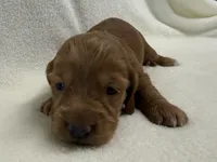 Prudie, a female Dachshund and Miniature Dachshund for sale in Lexington, KY – Photo 3 of 6