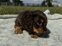 Tillie , a female Dachshund and Miniature Dachshund for sale in Lexington, KY – 3 of 9