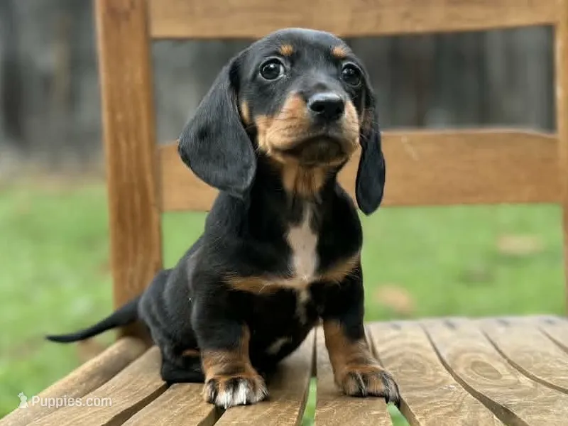 Lock – Dachshund, Miniature Dachshund puppy for sale in Lexington, KY