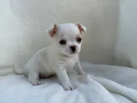 Oliver , a male Chihuahua for sale in Lexington, KY – 4 of 7
