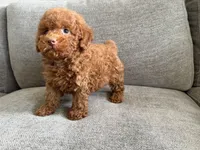 Boris, a male Poodle - Toy  and Poodle - Miniature  for sale in Lexington, KY – 5 of 5