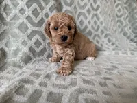 Peaches , a female Poodle - Miniature  for sale in Lexington, KY – 1 of 5