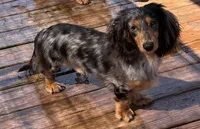Hershey, a female Dachshund and Miniature Dachshund for sale in Lexington, KY – 5 of 5
