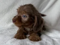 Mocha, a female Dachshund and Miniature Dachshund for sale in Lexington, KY – 3 of 3