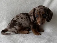 Hershey, a female Dachshund and Miniature Dachshund for sale in Lexington, KY – 2 of 5
