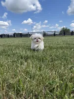 Sasha , a female Shih Tzu for sale in Lexington, KY – 2 of 6