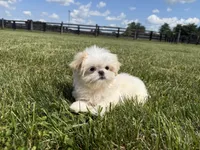 Sasha , a female Shih Tzu for sale in Lexington, KY – 6 of 6