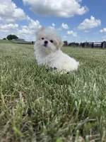Sasha , a female Shih Tzu for sale in Lexington, KY – 3 of 6
