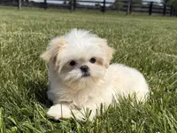 Sasha , a female Shih Tzu for sale in Lexington, KY – 5 of 6